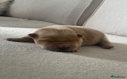 Chow Chow dogs for sale: Gorgeous Chow Chow Puppies Raised in a loving Home - Image 12