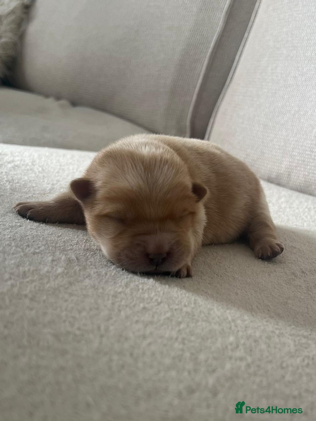 Chow Chow dogs for sale: Gorgeous Chow Chow Puppies Raised in a loving Home - Image 12