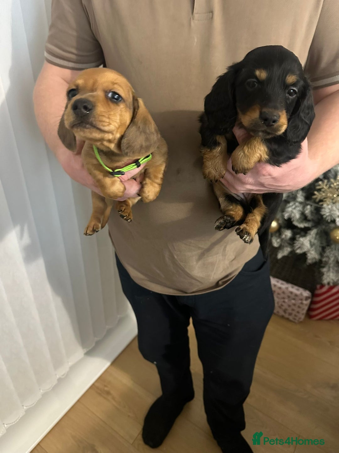 Miniature Dachshund dogs for sale: Miniature dachshunds  - Advert 11