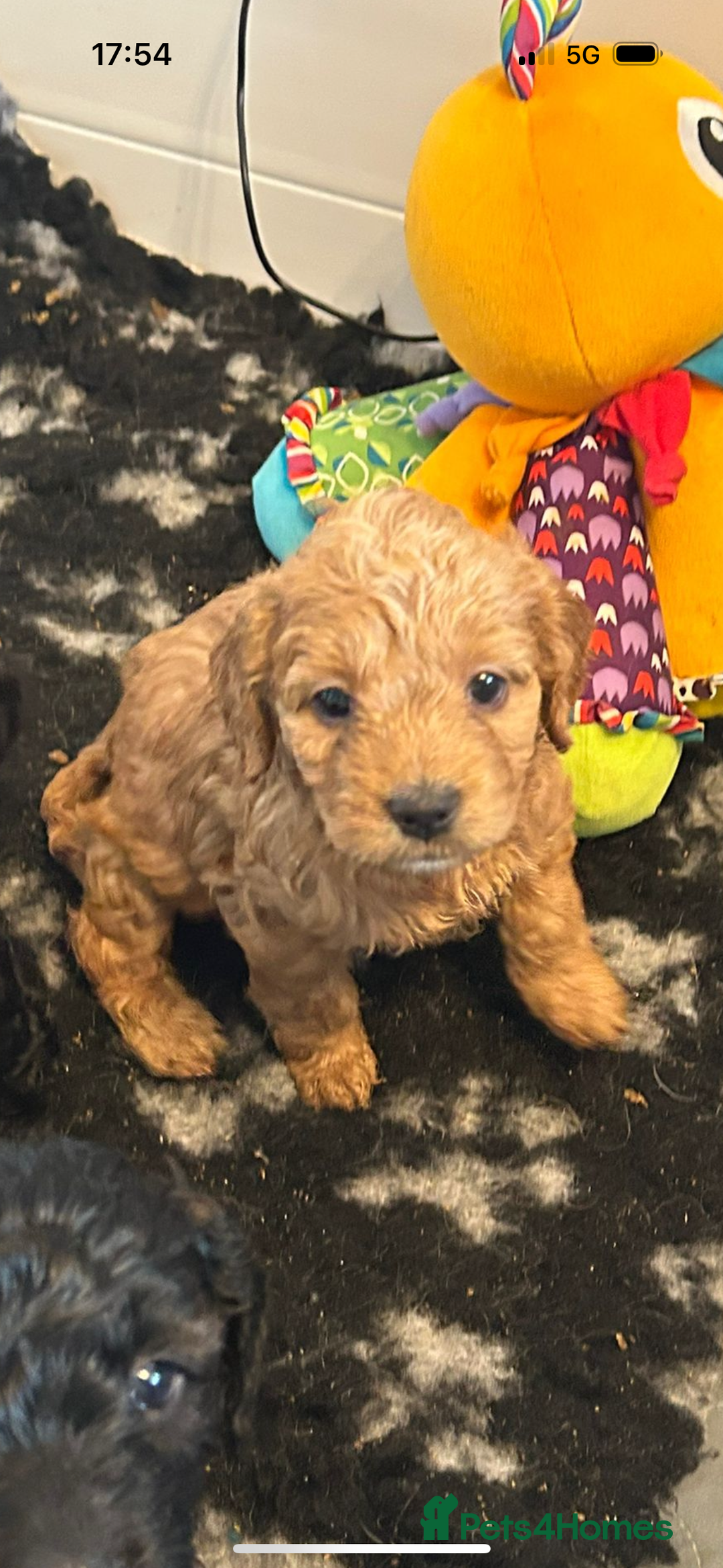 Mixed Breed dogs for sale: final reduction to find forever home  - Image 14