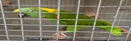 Parrots birds for sale: Yellow Nape Amazons  - Advert 2