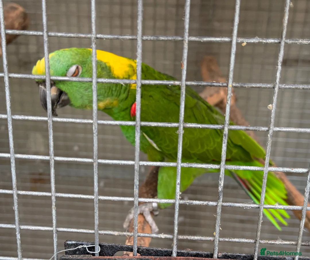 Parrots birds for sale: Yellow Nape Amazons  - Advert 2