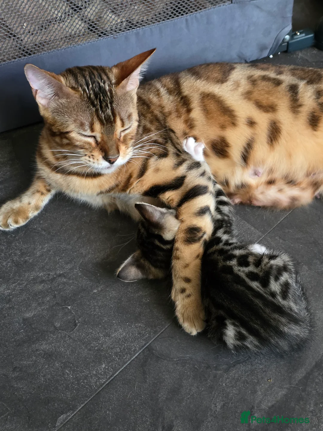 Bengal cats for sale: Bengal kittens  - Advert 8