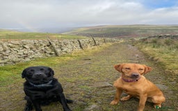 Labrador Retriever dogs for sale: Labrador pups for sale - Image 11