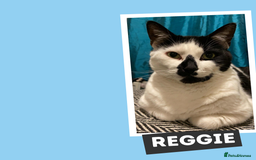 Mixed Breed cats for adoption: Fur Besties for Adoption! - Image 3