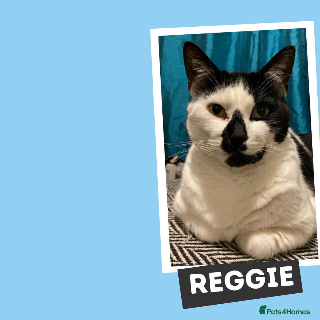 Mixed Breed cats for adoption: Fur Besties for Adoption! - Image 3