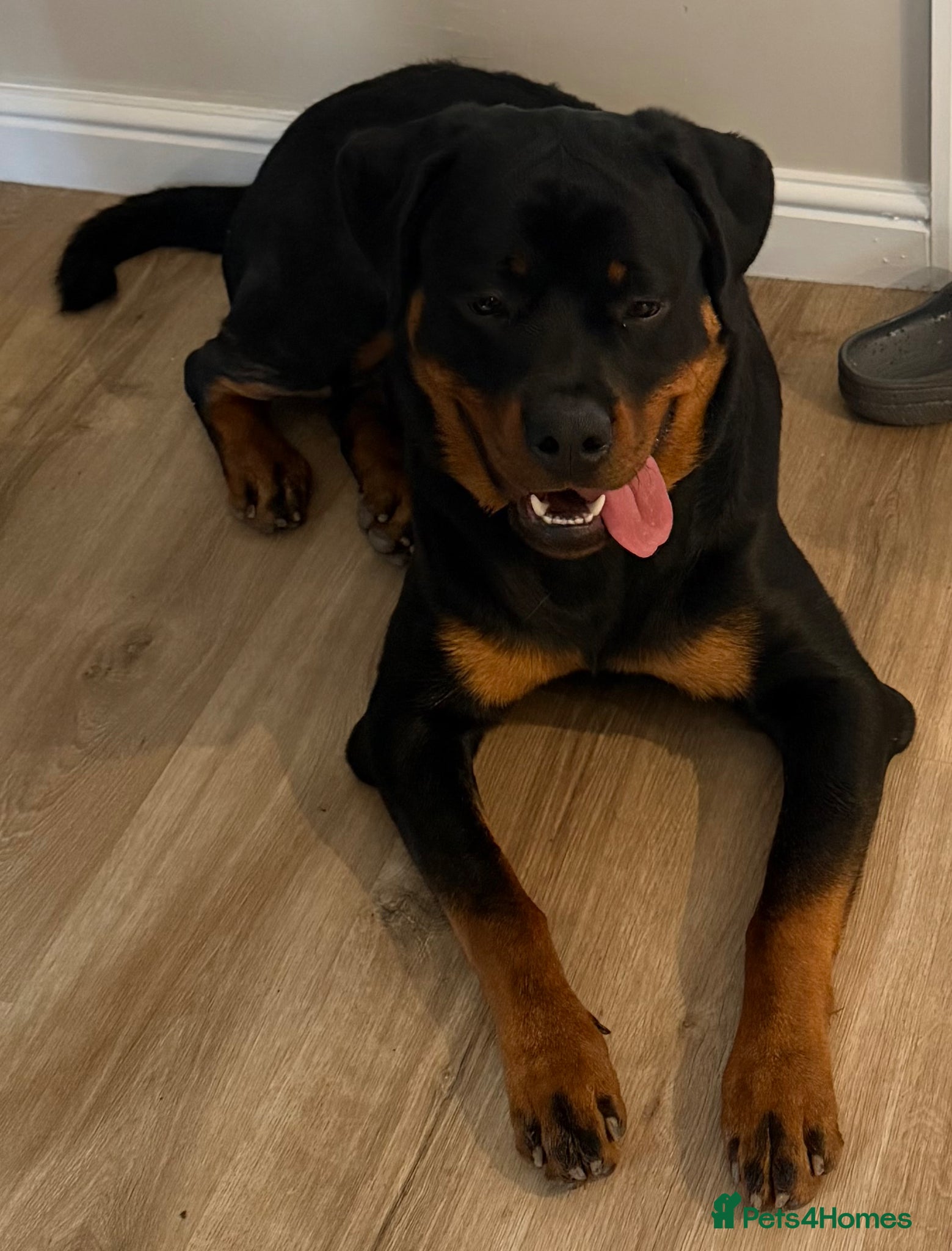 Rottweiler dogs Max - 10 months old - Advert 7