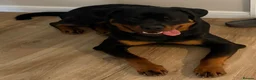 Rottweiler dogs for sale: Max - 10 months old - Advert 1