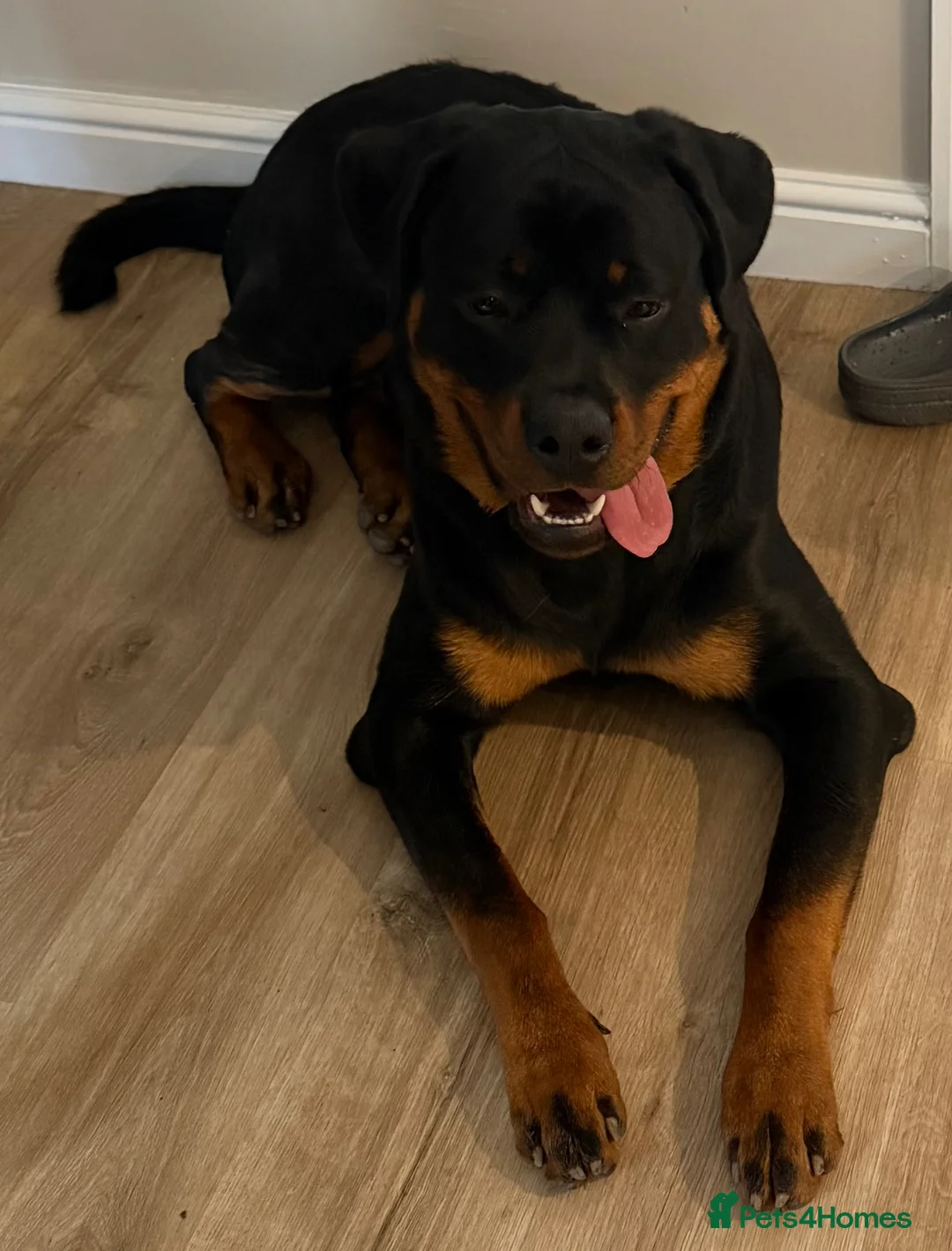 Rottweiler dogs for sale: Max - 10 months old - Advert 1