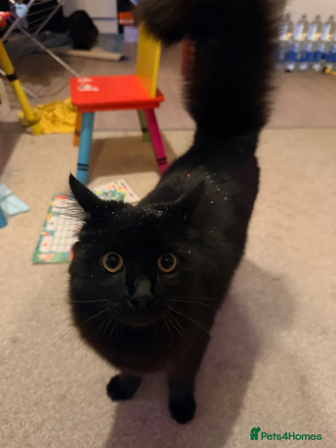 Mixed Breed cats for sale: 🖤 Forever Home Wanted for Luci 🐾 in Gillingham - Advert 2