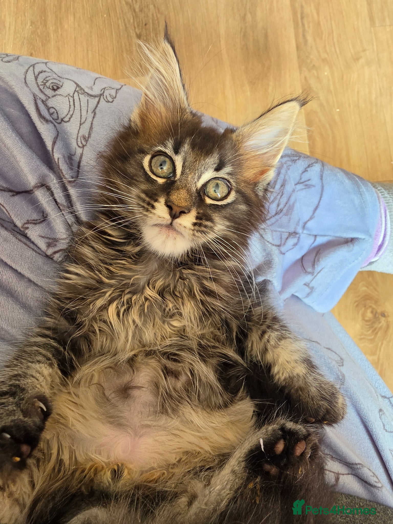 Maine Coon cats Last boy Maine coon kittens Ready Now 1 boy left - Advert 17