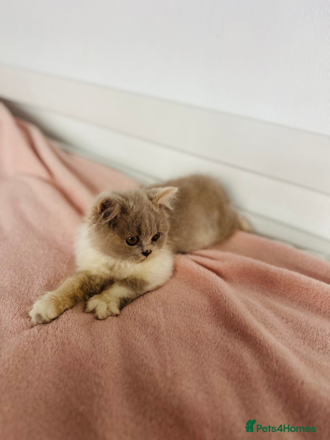 British Shorthair cats for sale: ChampionLine Kittens ready now  - Image 10