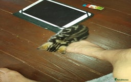 Mixed Breed cats for sale: Kittens american ringtail mixbreed  - Image 7