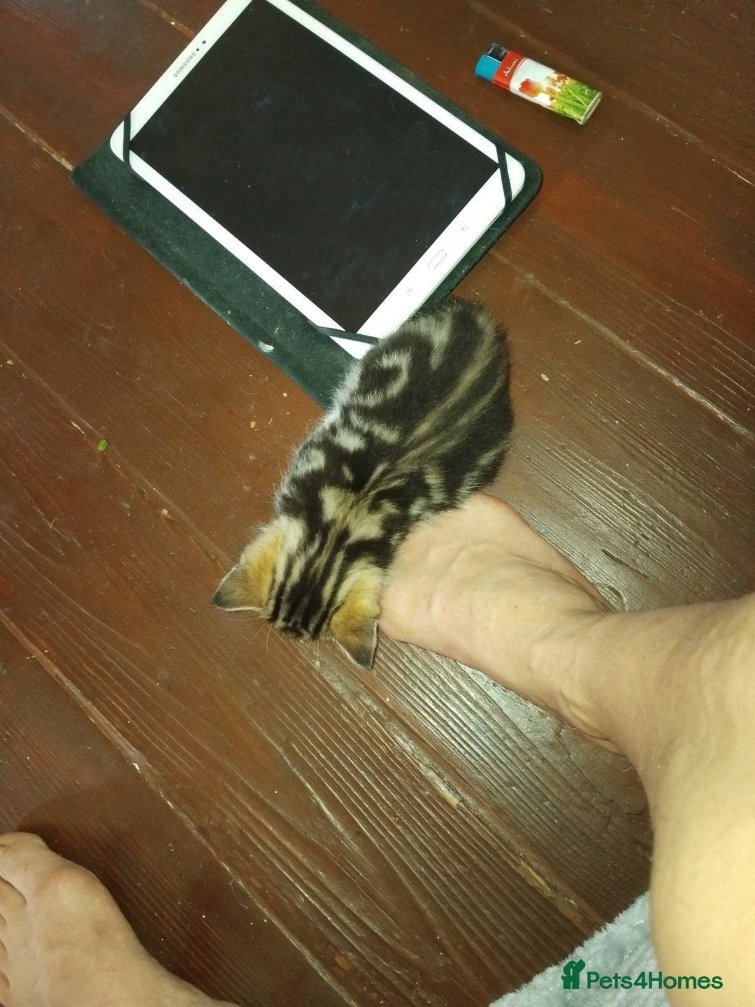 Mixed Breed cats for sale: Kittens american ringtail mixbreed  - Image 7