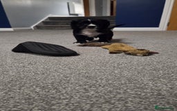 Cocker Spaniel dogs for sale: KC Registered Working Cocker Spaniels - Image 7