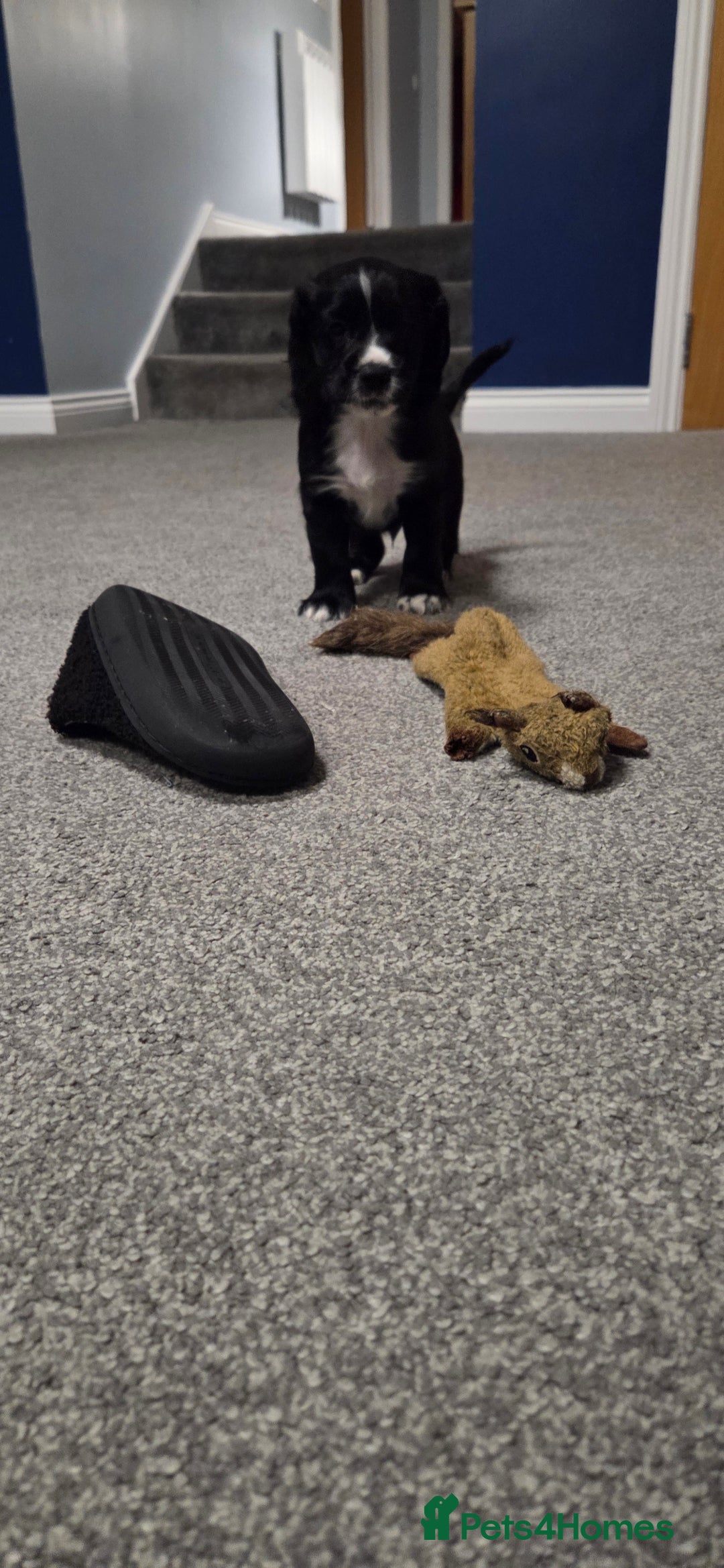 Cocker Spaniel dogs for sale: KC Registered Working Cocker Spaniels - Image 7