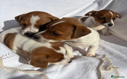 Jack Russell dogs for sale: Jack Russell puppies  - Image 6