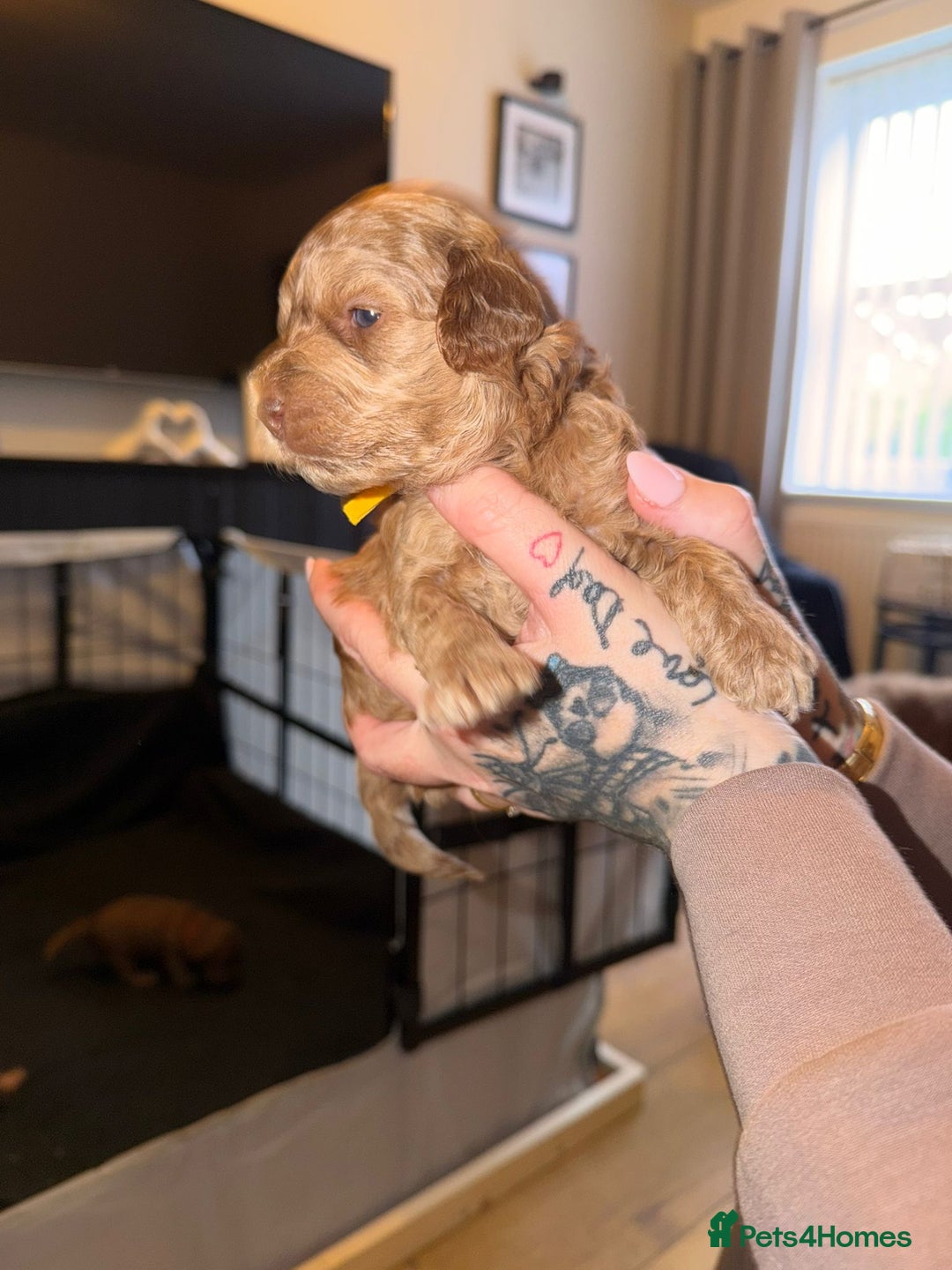 Cockapoo dogs for sale: 7 absolutely adorable cockapoo pups!  - Advert 7