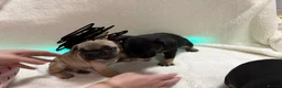 French Bulldog dogs for sale: 🐶French Bulldog Puppies For Sale – Ready Soon🐶 - Advert 5