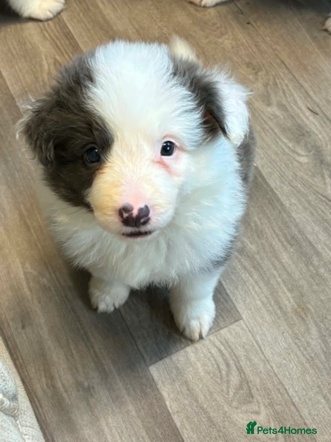 Border Collie dogs for sale: Outstanding Border Collie Puppies - Advert 1
