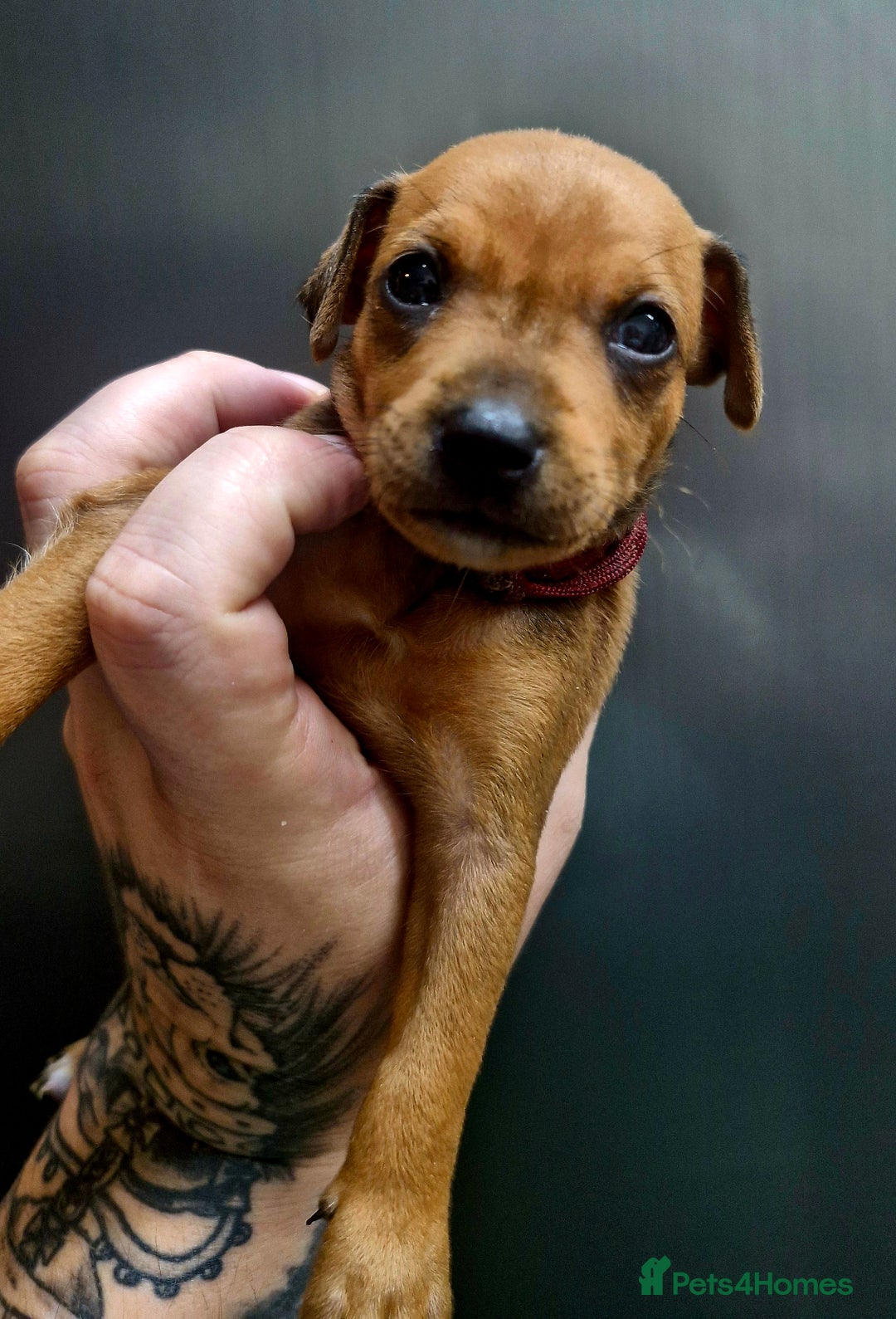 Miniature Pinscher dogs for sale: Miniature Pinscher puppies! - Image 17