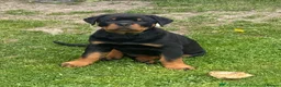 Rottweiler dogs for stud: KC register proven boy - Advert 11