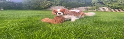 Cavapoo dogs for sale: Adorable F1 Cavapoo Puppies  in Uttoxeter - Advert 4