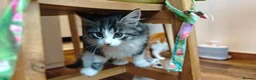 Mixed Breed cats for sale: Fluffy kittens for sale - Advert 15