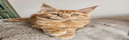 Maine Coon cats for sale: Beautiful Maine Maine Coon Girls ❤️ - Advert 1