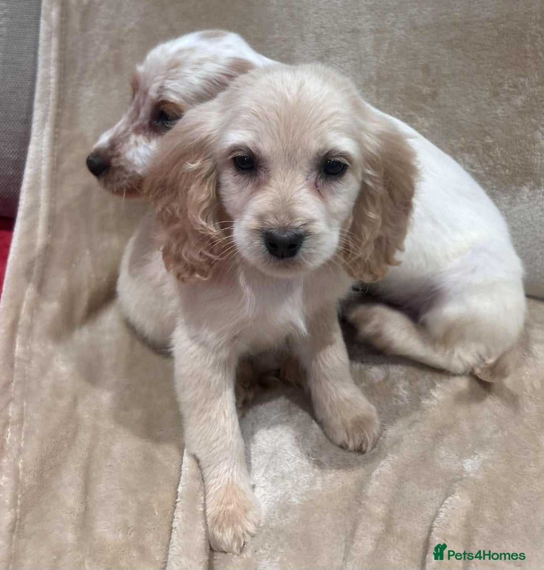 Cockapoo dogs for sale: Stunning cockapoo puppies - Advert 21