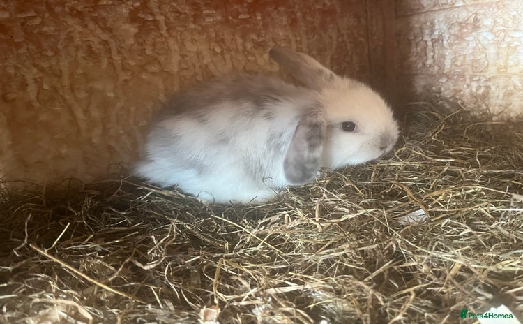 Mini Lop rabbits - Advert 16