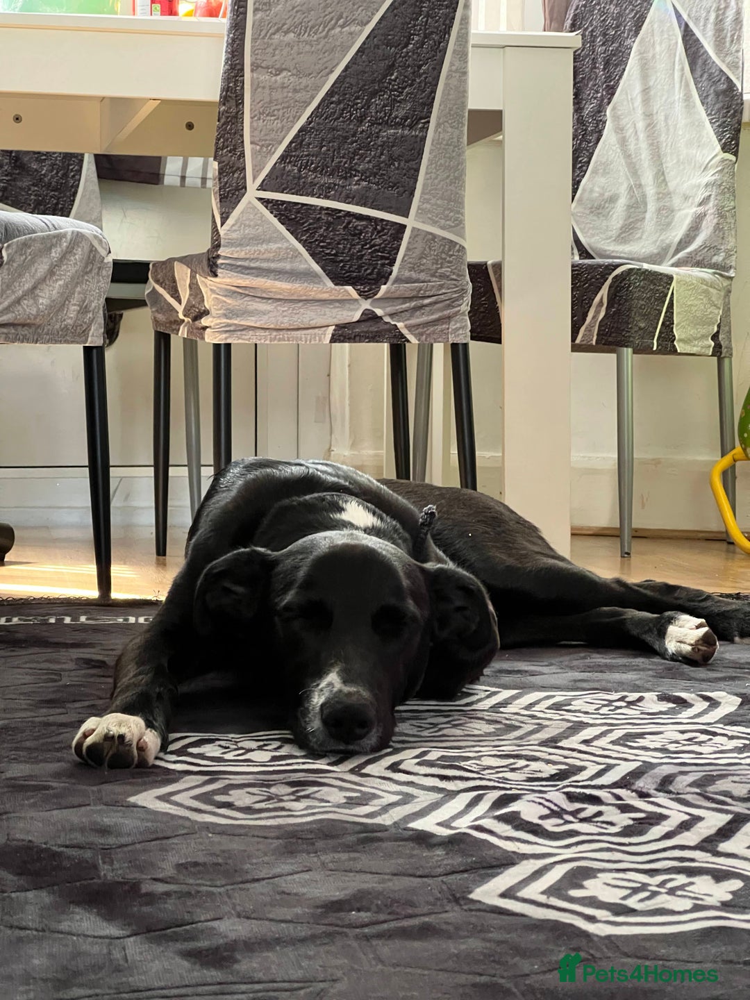 Mixed Breed dogs for sale: Marks rehoming add - Advert 6