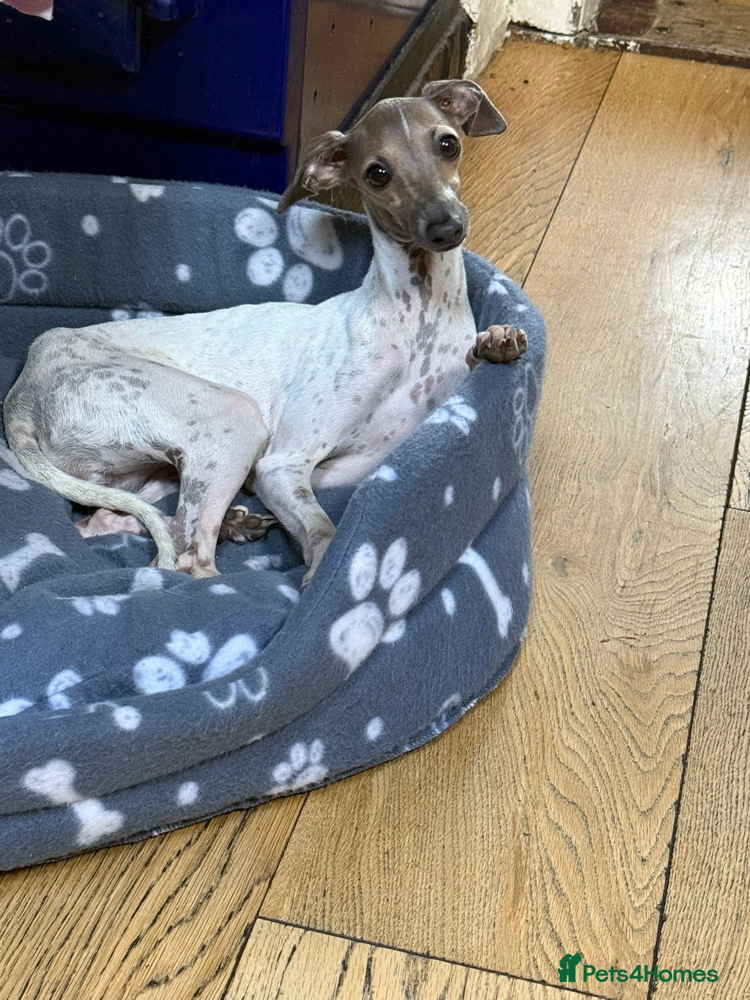 Italian Greyhound dogs for sale: Beautiful Peggy  - Image 1