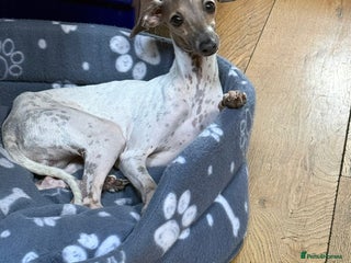 Italian Greyhound dogs - Advert 1