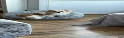 Chihuahua dogs for sale: New home needed  - Advert 6