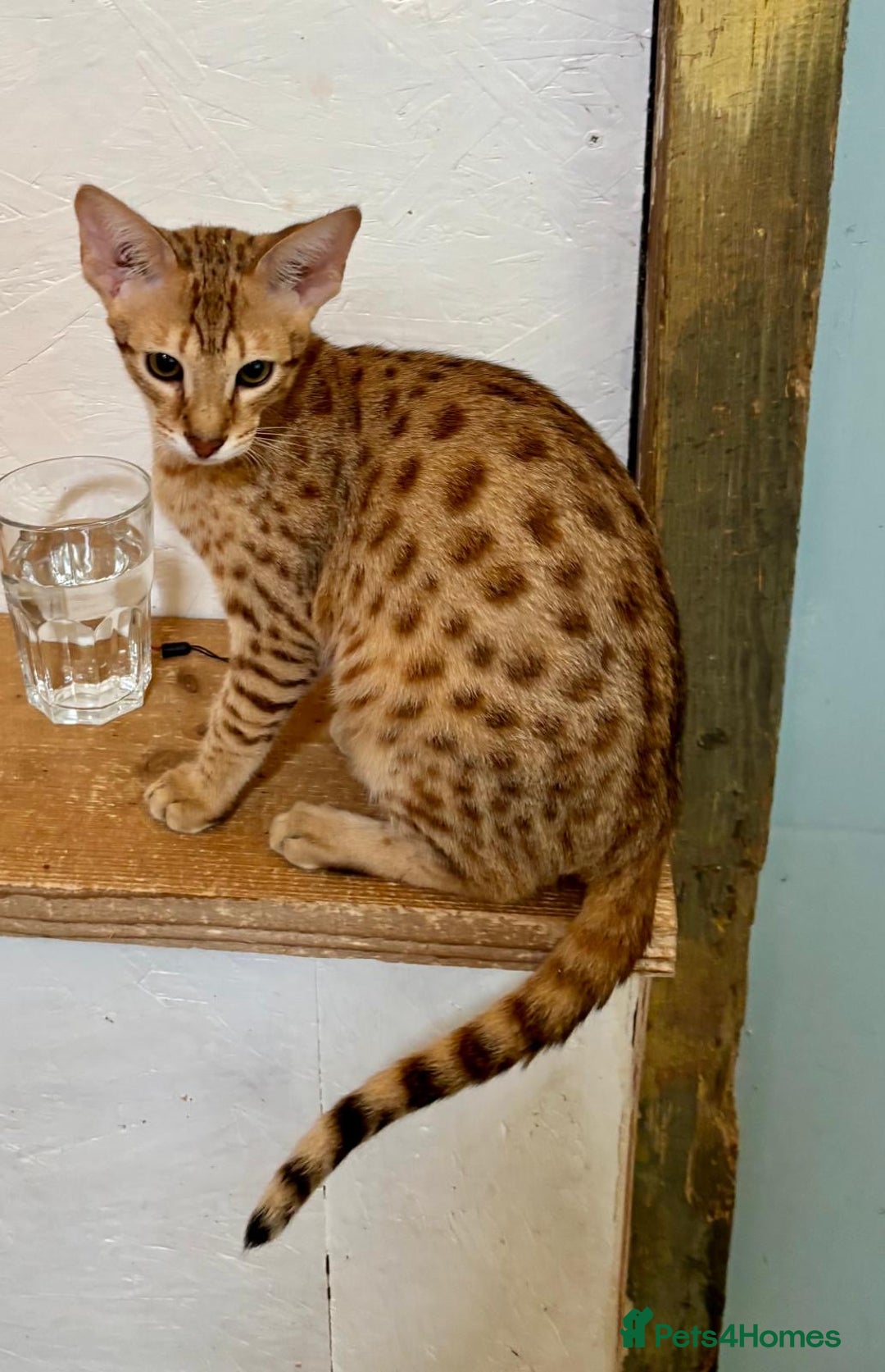 Savannah cats for sale: Cinnamon F4  savannah female & male kittens, TICA  in Spalding - Image 12