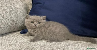 British Shorthair cats - Advert 6