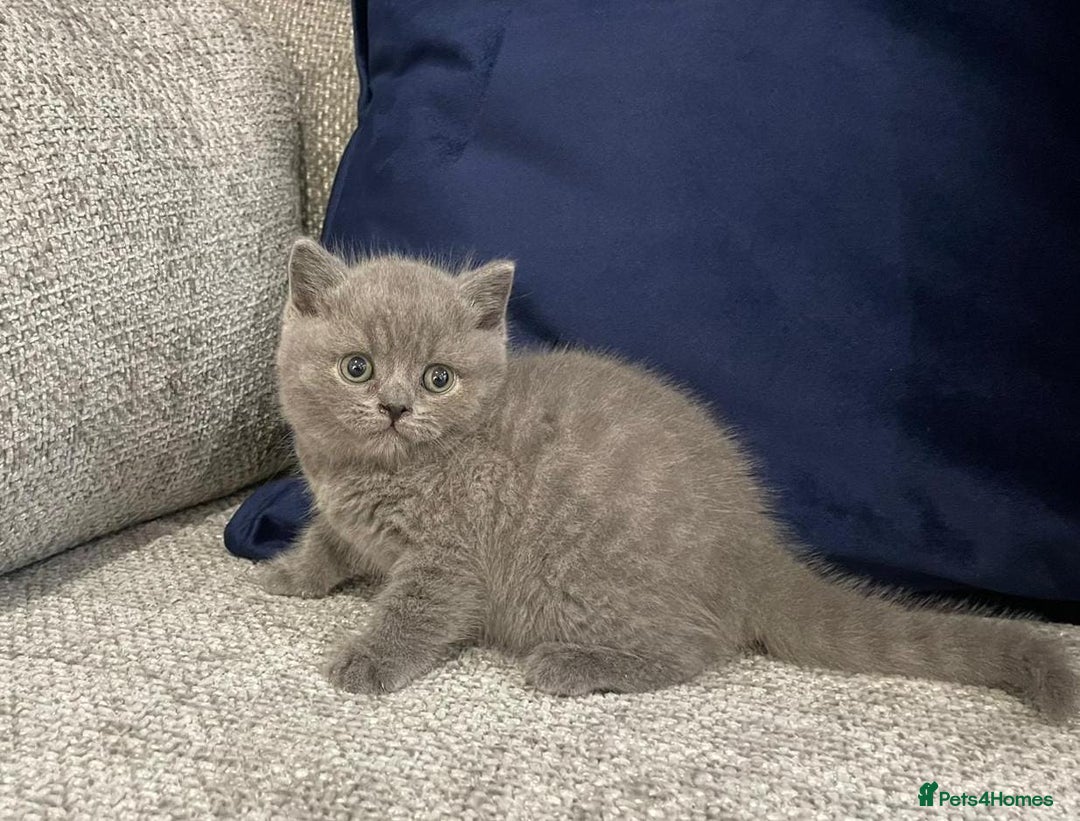 British Shorthair cats for sale: Beautiful GCCF Chunky British Shorthair Kittens!  - Image 3