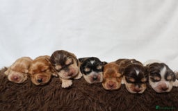 Cocker Spaniel dogs for sale: Beautiful family SHOW cocker spaniels - Image 2