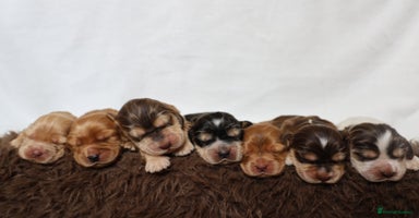 Cocker Spaniel dogs - Advert 5