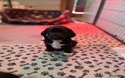 Bocker dogs for sale: Bocker Puppies for Sale - Image 20