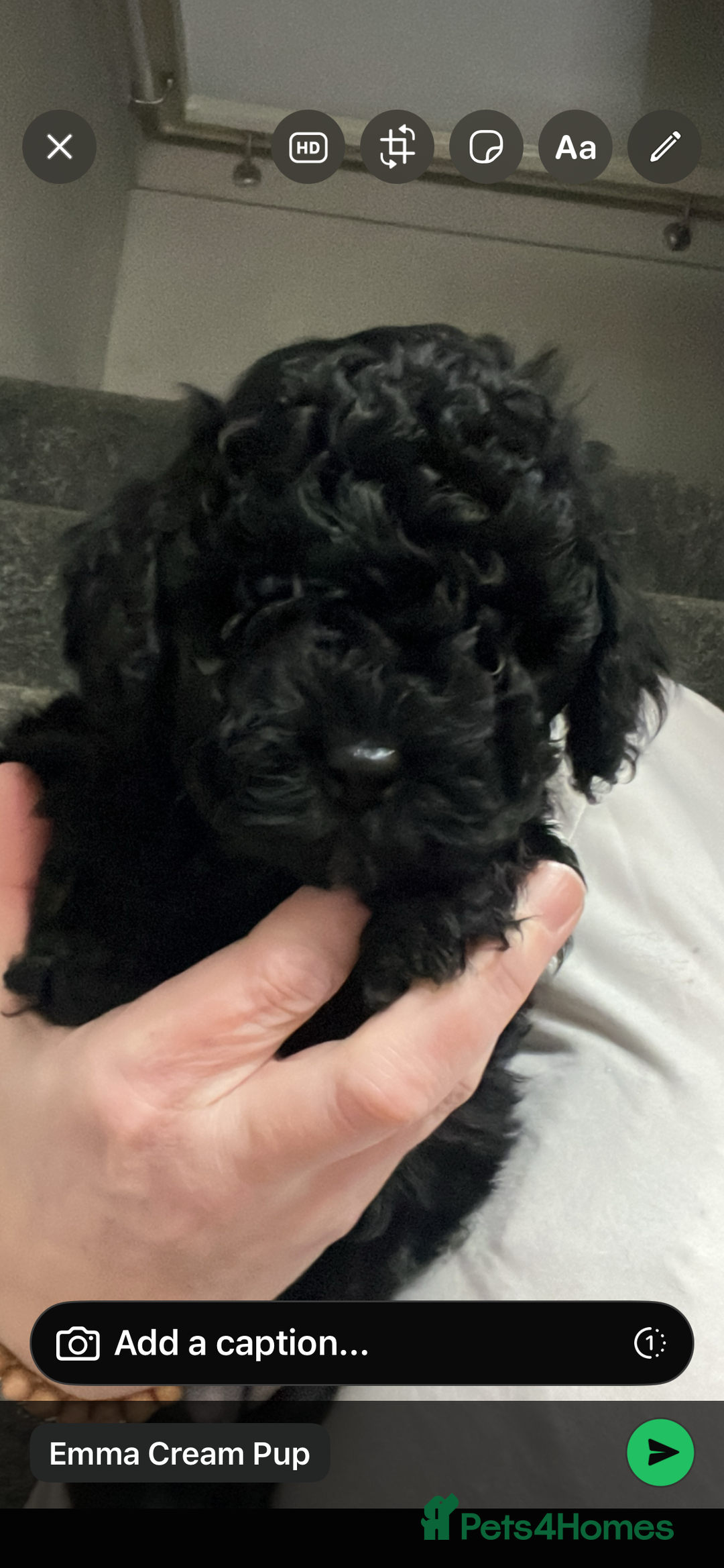 Cockapoo dogs for sale: Toy cockapoo - Advert 15