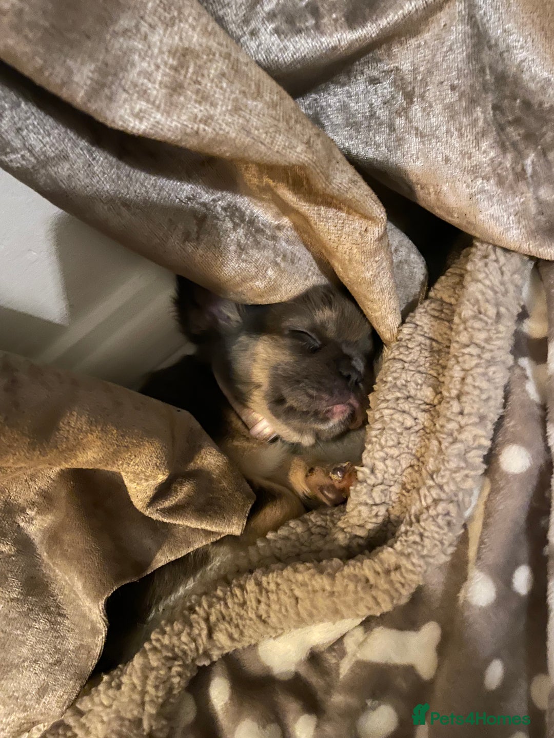 French Bulldog dogs for sale: Visual Fluffy Compact French Bulldogs 🩷🐶🐾 - Advert 10