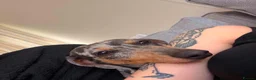 Miniature Dachshund dogs for sale: Male Isabella and Tan Miniature Dachshund - Advert 2