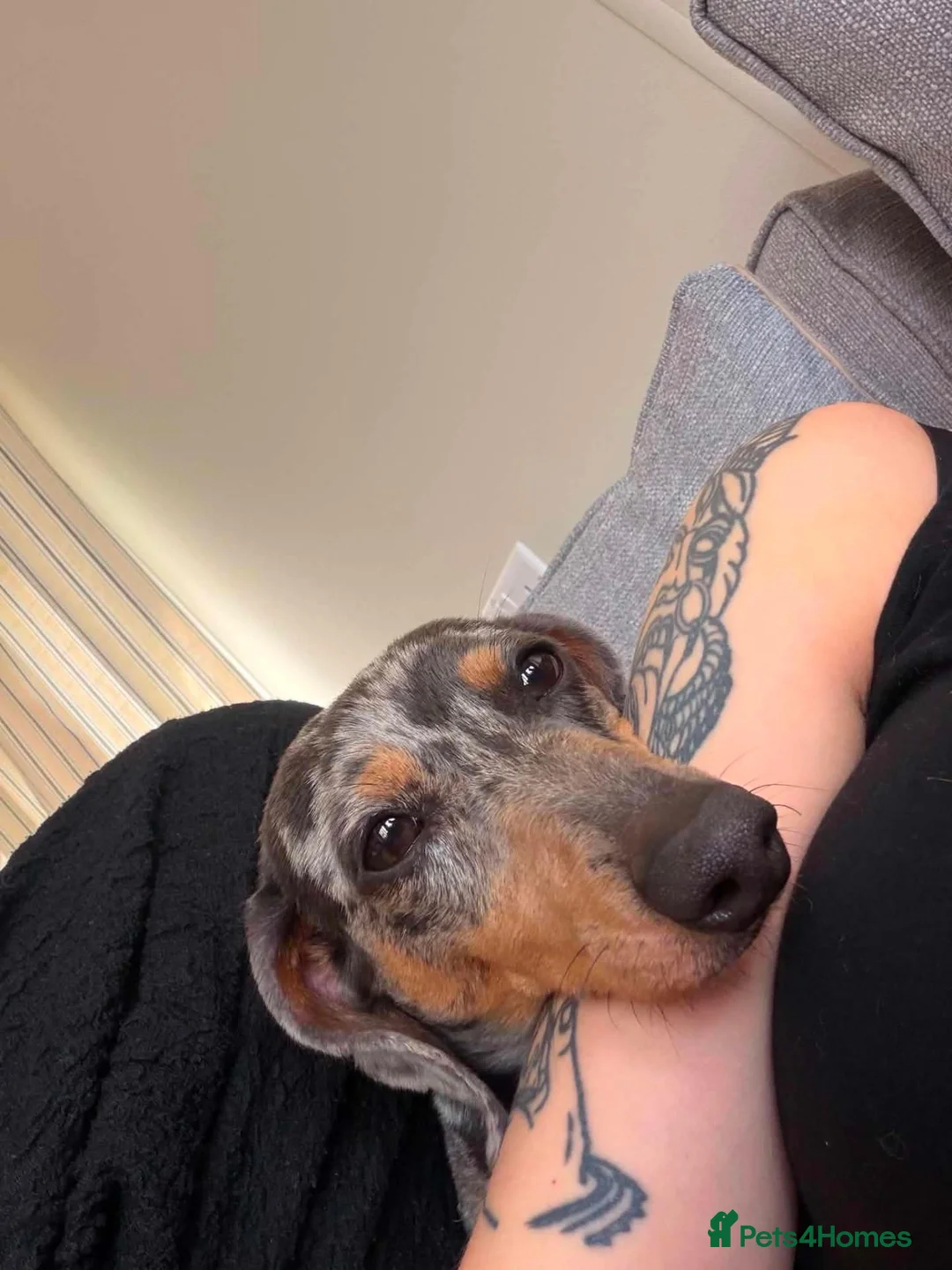 Miniature Dachshund dogs for sale: Male Isabella and Tan Miniature Dachshund - Advert 2