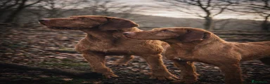 Hungarian Vizsla 2