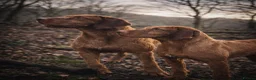 Hungarian Vizsla dogs for sale: 1 dog puppy available  - Advert 2