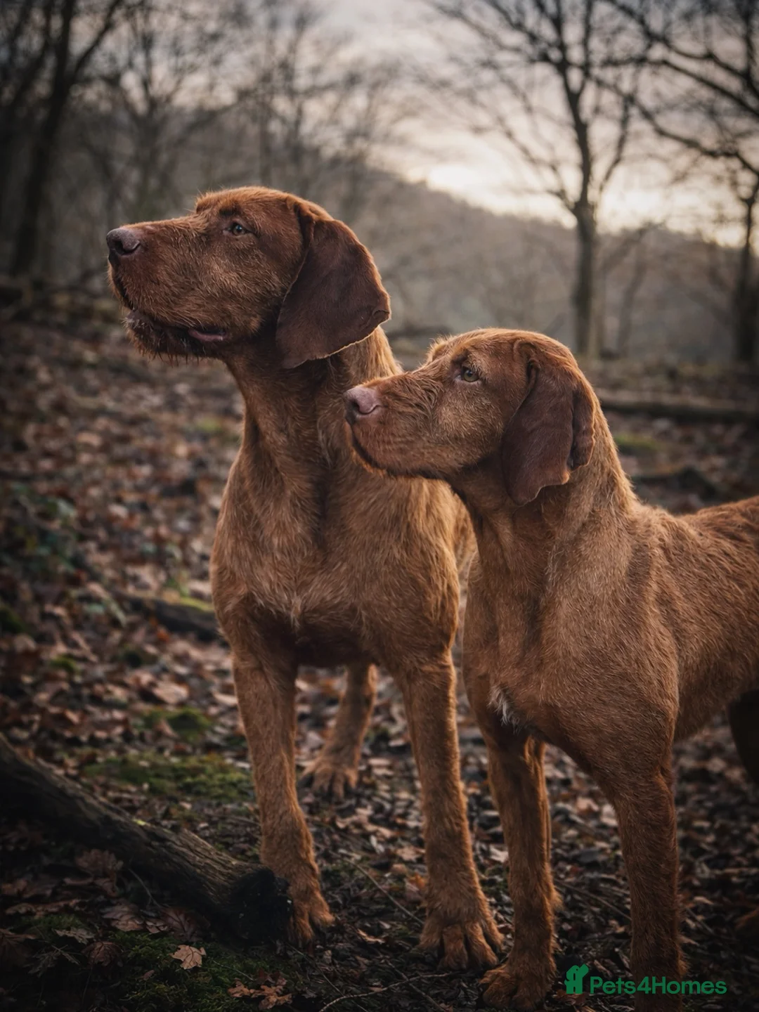 Hungarian Vizsla dogs for sale: 1 dog puppy available  - Advert 2
