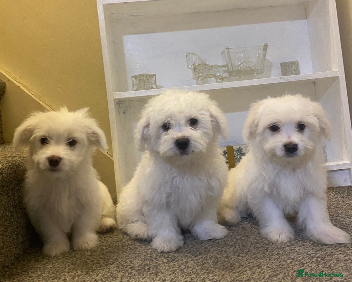 Maltese dogs Purebred Maltese Puppies Ready Now - Advert 4