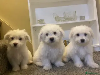 Maltese dogs Purebred Maltese Puppies Ready Now - Advert 4